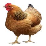 FarmersApp icon