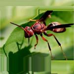 Learn Insects and Mammals icon