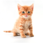 Kitten Sounds icon