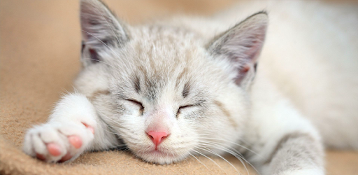Kitten Wallpapers pc screenshot