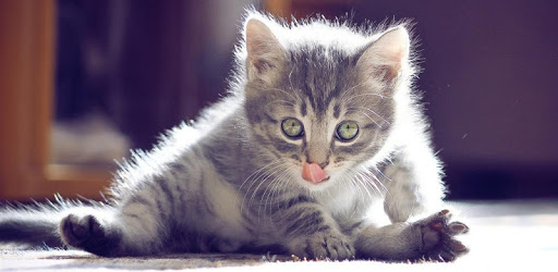 Funny Cat Live Wallpaper pc screenshot Funny Cat Live Wallpaper pc screenshot
