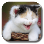 Funny Cat Live Wallpaper icon