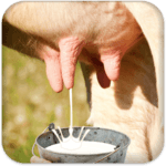 Milk Cow Game icon