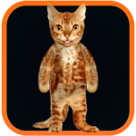 Real Talking Cat icon