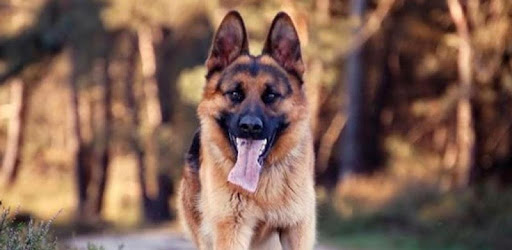 German Shepherd Theme Wallpap pc screenshot