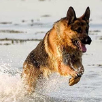 German Shepherd Theme Wallpap for pc icon