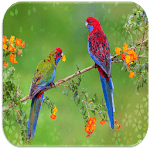 Lovebird sounds icon