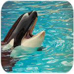 Killer whale sounds icon