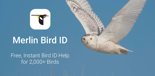 Merlin Bird ID by Cornell Lab of Ornithology pc screenshot Merlin Bird ID by Cornell Lab of Ornithology pc screenshot