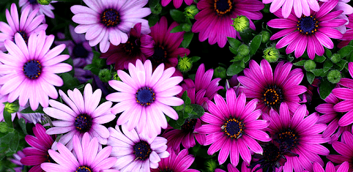 Flowers Live Wallpapers pc screenshot Flowers Live Wallpapers pc screenshot