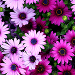 Flowers Live Wallpapers icon