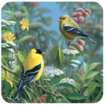 3D Birds Live Wallpaper icon