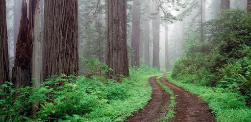 Beautiful Road Wallpapers HD pc screenshot Beautiful Road Wallpapers HD pc screenshot