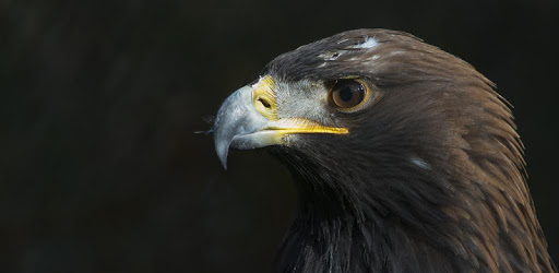 Golden Eagle Wallpaper HD pc screenshot Golden Eagle Wallpaper HD pc screenshot