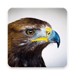 Golden Eagle Wallpaper HD icon