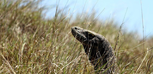 Komodo Dragon Wallpaper HD pc screenshot Komodo Dragon Wallpaper HD pc screenshot