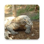 Komodo Dragon Wallpaper HD icon