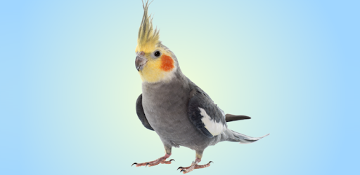 Cockatiel Sounds pc screenshot