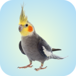 Cockatiel Sounds icon