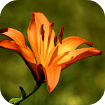 Lily Wallpapers icon