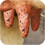 Milk The Cow icon