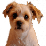 Dog Sounds icon