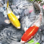 Fish Live Wallpaper 3D: Lively Koi Fish Background icon