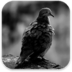Real Bird Live Wallpaper icon