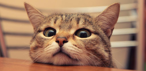 Q Cat Live Wallpaper pc screenshot Q Cat Live Wallpaper pc screenshot