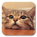 Q Cat Live Wallpaper icon