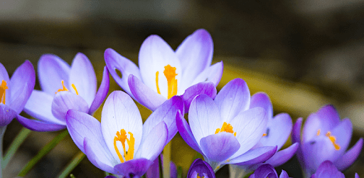 Beautiful Spring Flowers Live Wallpaper pc screenshot Beautiful Spring Flowers Live Wallpaper pc screenshot