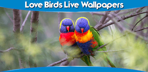 Love Birds Live Wallpapers pc screenshot Love Birds Live Wallpapers pc screenshot