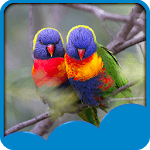 Love Birds Live Wallpapers icon
