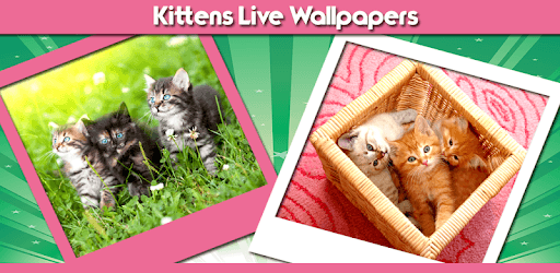 Kittens Live Wallpapers pc screenshot Kittens Live Wallpapers pc screenshot
