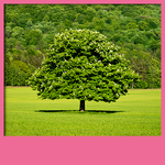 Tree Live Wallpapers icon