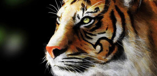 Big Cats Live Wallpapers pc screenshot Big Cats Live Wallpapers pc screenshot