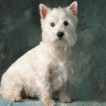 Dogs Live Wallpapers icon