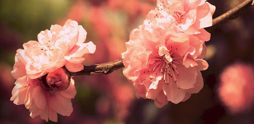 Lovely Nature Live Wallpapers pc screenshot