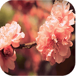 Lovely Nature Live Wallpapers for pc icon