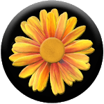 Daisy of Wishes icon