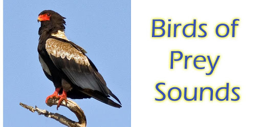 Birds of Prey Sounds Free pc screenshot