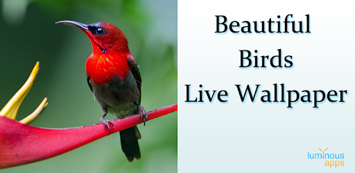Beautiful Birds Live Wallpaper pc screenshot