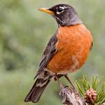 North American Birds Free for pc icon