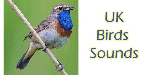 UK Birds Sounds Free pc screenshot