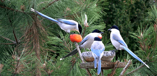 4K Garden Birds Video Live Wallpaper pc screenshot 4K Garden Birds Video Live Wallpaper pc screenshot