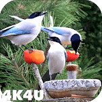 4K Garden Birds Video Live Wallpaper icon