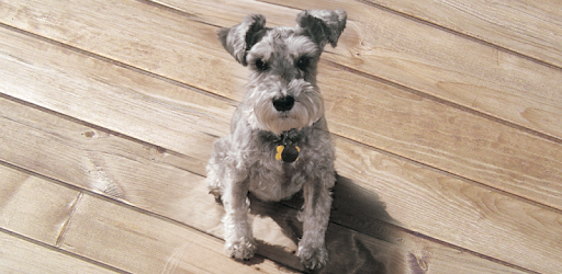 Maddie's Pet Assistant pc screenshot Maddie's Pet Assistant pc screenshot