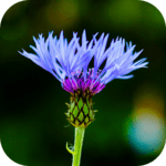 Blur Image - DSLR focus effect icon