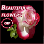 Beautiful flowers gif icon