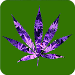 Zamalia icon